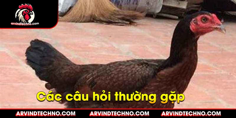 Bí quyết chọn gà mái chuẩn đúc giống gà đá vô địch 4 các câu hỏi thường gặp