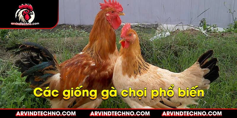 Đá gà cựa tròn: Cuộc chiến nảy lửa, đọ sức kiêu hùng 3 các giống gà chọi phổ biến