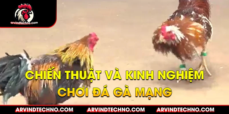 Bí quyết "luôn thắng" trong đá gà mạng 4 Chiến thuật và kinh nghiệm chơi đá gà mạng