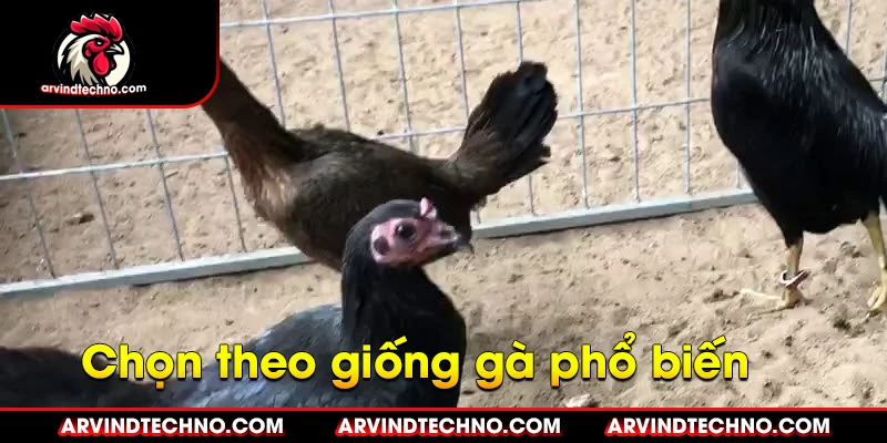 Bí quyết chọn gà mái chuẩn đúc giống gà đá vô địch 3 Giống gà đá phổ biến để đúc giống
