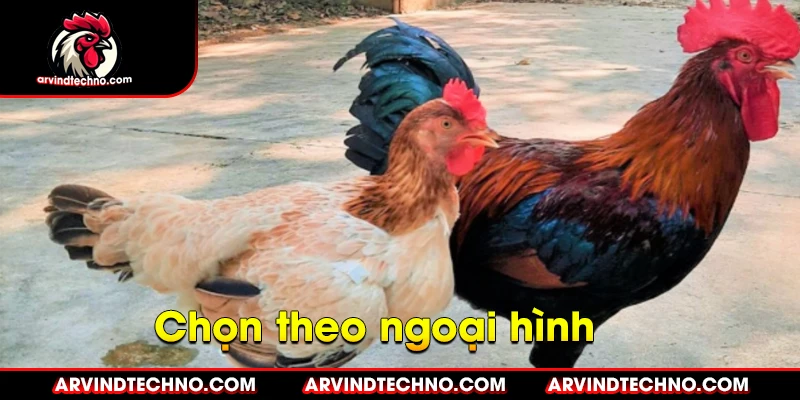 Bí quyết chọn gà mái chuẩn đúc giống gà đá vô địch 2 Chọn gà mái theo ngoại hình