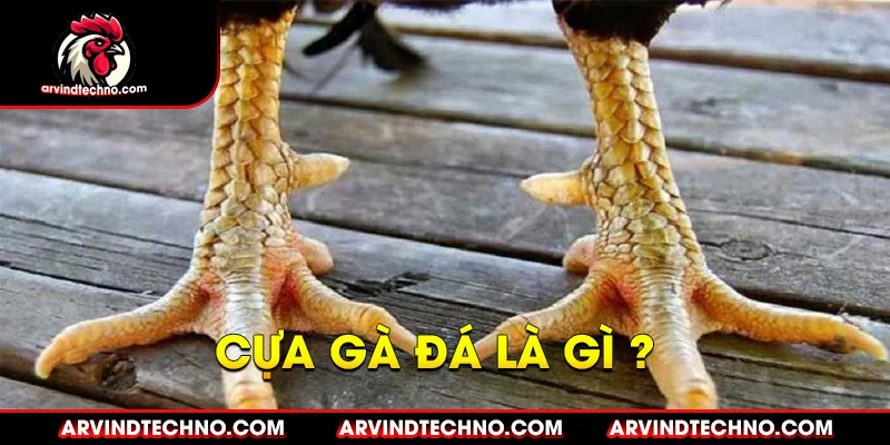Phân Loại Cựa Gà Chọi: Vũ Khí Bí Mật Của Chiến Kê 1 Cựa Gà Là Gì?