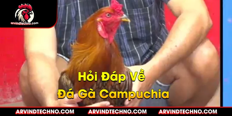 Đá gà Campuchia: Máu lửa và kịch tính 4 hỏi đáp về đá gà campuchia