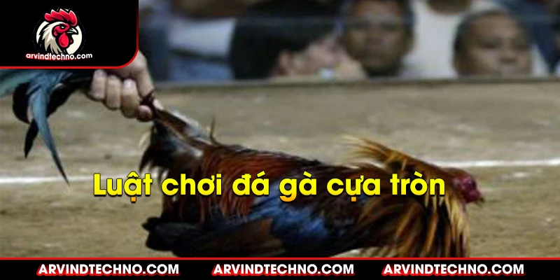 Đá gà cựa tròn: Cuộc chiến nảy lửa, đọ sức kiêu hùng 2 luật chơi đá gà cựa tròn