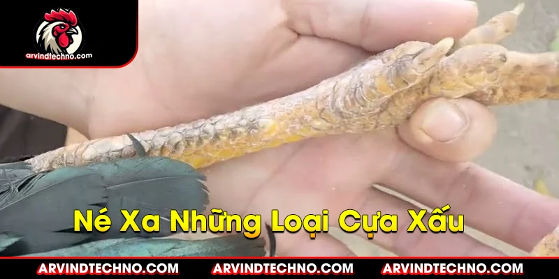 Phân Loại Cựa Gà Chọi: Vũ Khí Bí Mật Của Chiến Kê 4 Né Xa Những Loại Cựa Xấu