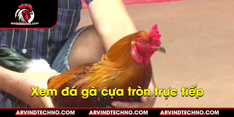 Đá gà cựa tròn: Cuộc chiến nảy lửa, đọ sức kiêu hùng 4 xem đá gà cựa tròn trực tiếp