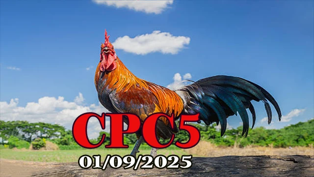 Xem lại full clip đá gà Thomo C5 hôm nay 01/09/2025