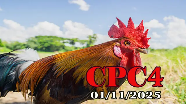 Xem lại đá gà Thomo hôm nay C4 ngày 01/11/2025