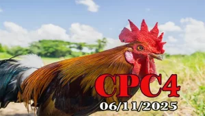 Tổng hợp video clip đá gà Thomo CPC 4 hôm nay 06/11/2025
