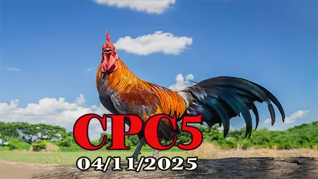 Clip phát lại đá gà CPC5 hôm nay 04/11/2025