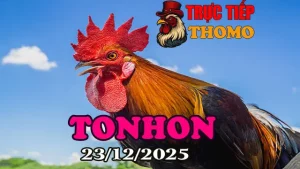 Video Đá Gà Tonhon Ngày 23122025 Full Trận