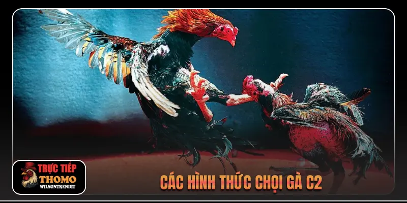 Đá gà trực tiếp C2 2 Các hình thức chọi gà C2