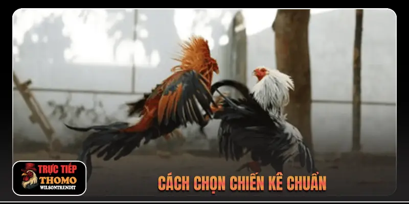 Đá Gà Trực Tiếp 2 Cách chọn chiến kê chuẩn