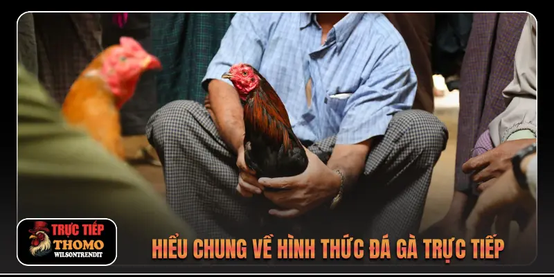 Đá Gà Trực Tiếp 1 Hiểu chung về hình thức đá gà trực tiếp