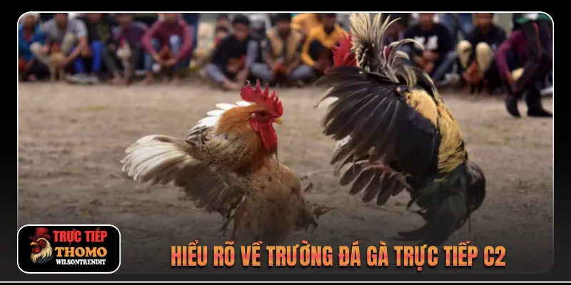 Đá gà trực tiếp C2 1 Hiểu rõ về trường đá gà trực tiếp C2