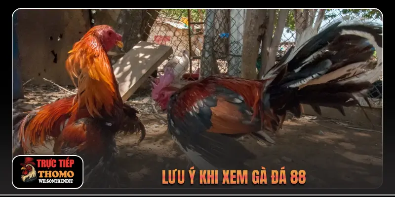 Đá Gà 88 3 Lưu ý khi xem gà đá 88