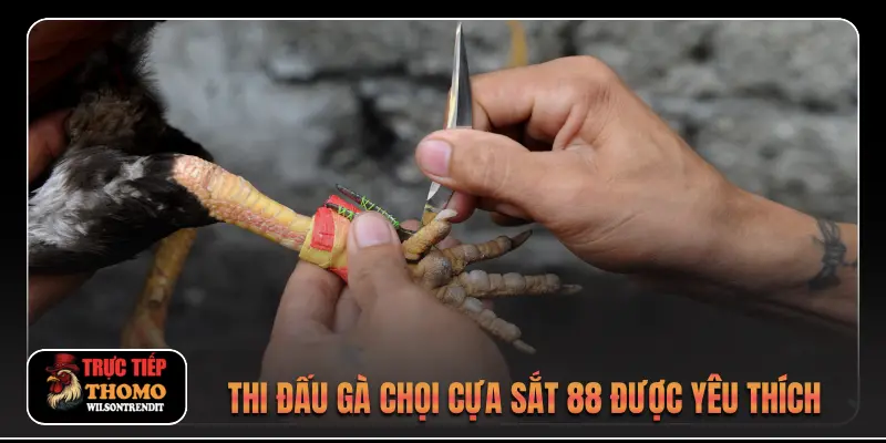 Đá Gà 88 2 Thi đấu gà chọi cựa sắt 88 được yêu thích