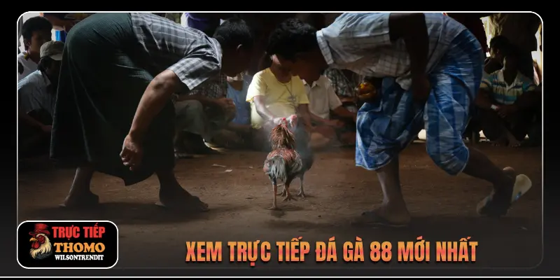 Đá Gà 88 1 Xem trực tiếp video đá gà 88 mới nhất
