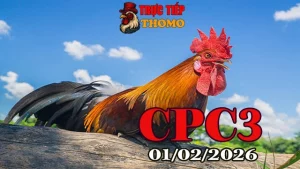 Xem Video đá gà trực tiếp CPC3 hôm nay 01022026 chất lượng cao