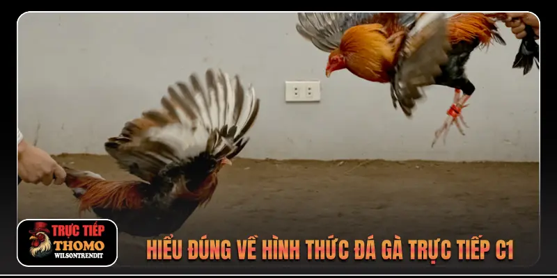 Đá gà trực tiếp C1 1 Hiểu đúng về hình thức đá gà trực tiếp C1
