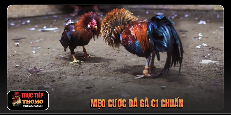 Đá gà trực tiếp C1 2 Mẹo cược đá gà C1 chuẩn