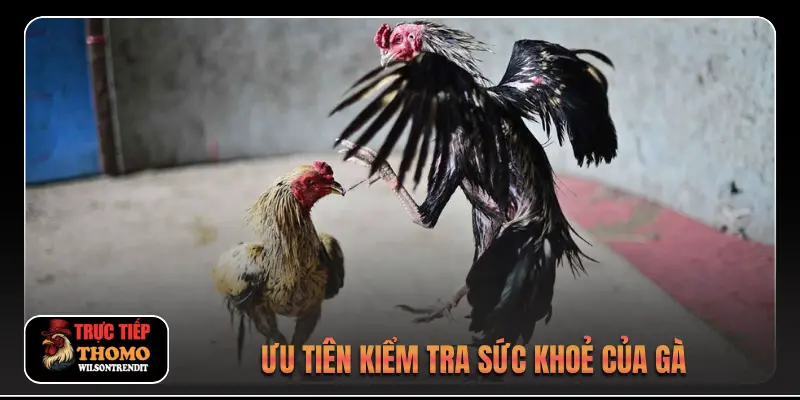 Đá gà trực tiếp C1 3 Ưu tiên kiểm tra sức khoẻ của gà