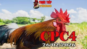 Tổng hợp clip đá gà trực tiếp CPC4 hôm nay 26022026 mới nhất