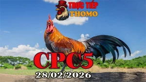 Tổng hợp video đá gà trực tiếp CPC5 hôm nay 28022026