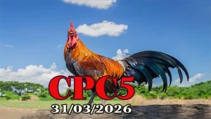 Clip đá gà Thomo CPC5 ngày 31032026
