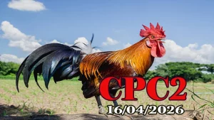 Xem video đá gà thomo CPC2 hôm nay 16042026