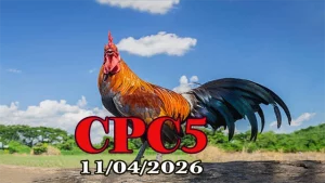 Xem video đá gà trực tiếp Thomo CPC5 ngày 11042026