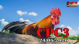 Xem Video Đá Gà Thomo CPC3 Ngày 24052026 Full HD