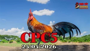 Xem Video Đá Gà Thomo CPC5 25052026 Full HD