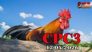Xem clip đá gà thomo CPC3 ngày 17052026