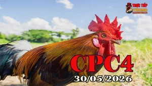 Xem clip đá gà trực tiếp Thomo CPC4 ngày 30052026