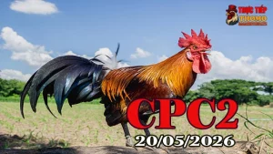 Xem video đá gà thomo CPC2 ngày 20052026